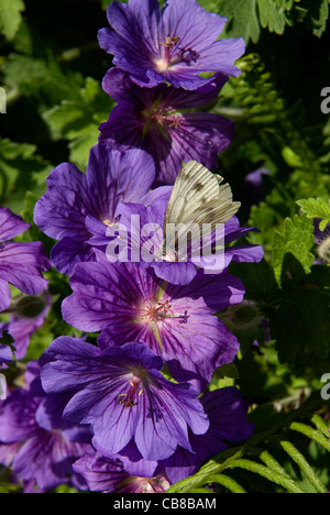 Grün-veined weiß Schmetterling ernährt sich die markanten dunklen blauen Blüten von 'Johnsons Blue' Geranium Stockfoto