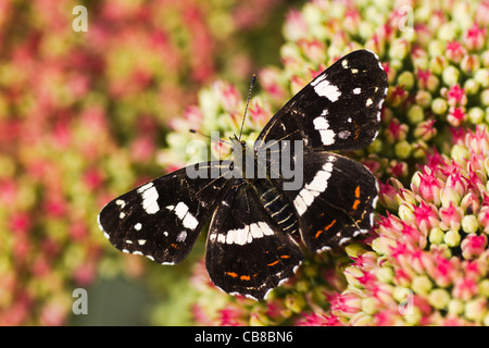 Dunkel gefärbte Sommer Generation Karte Schmetterling oder Araschnia Levana auf Sedum Blüten im Herbst Stockfoto