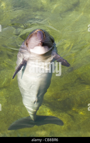 Neugierig Schweinswal oder Phocoena Phocoena in Sommersonnenschein und klarem Wasser Stockfoto