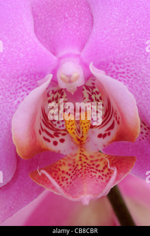 Phalaenopsis Orchidee Blume Nahaufnahme Stockfoto