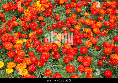 Rote französische Ringelblumen Stockfoto