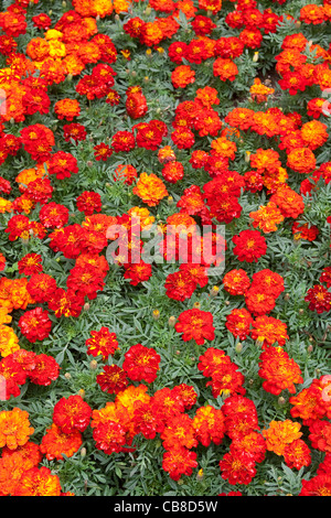 Rote französische Ringelblumen Stockfoto