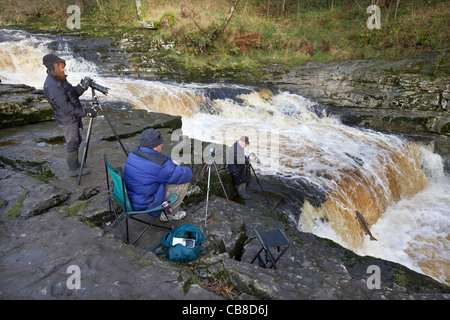 Fotografen fotografieren wilden Atlantischen Lachs Salmo salar springen flussaufwärts am Fluss Ribble, Stainforth, Yorkshire Stockfoto