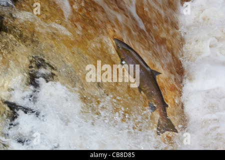 Wilden Atlantischen Lachs Salmo salar springen flussaufwärts am Fluss Ribble, Stainforth, Yorkshire Dales, UK Stockfoto