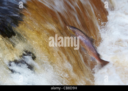 Wilden Atlantischen Lachs Salmo salar springen flussaufwärts am Fluss Ribble, Stainforth, Yorkshire Dales, UK Stockfoto