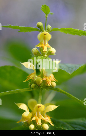 Gelbe Erzengel (Lamiastrum Galeobdolon) in Blüte, England, UK Stockfoto