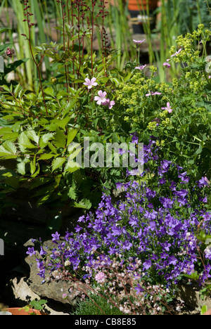 Stauden in einen Bauerngarten machen ein Spätsommer anzeigen Stockfoto