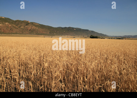Goldene Getreidefeld mit Morgenlicht und Bergen am Horizont Stockfoto
