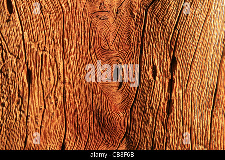 Detail der verwitterten verdrehten Kiefernholz aus einer toten alpine Kiefer Stockfoto