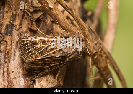 Gefiederten Gothic (Tholera Decimalis) Stockfoto