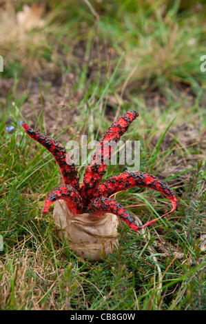 Clathrus Archeri Pilz, Teufel Finger, Stockfoto