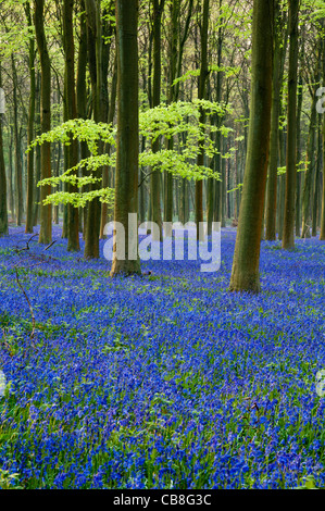 englische Glockenblumen in einem Buche Waldgebiet in sussex.uk Stockfoto