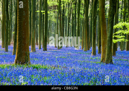 englische Glockenblumen in einem Buche Waldgebiet in sussex.uk Stockfoto