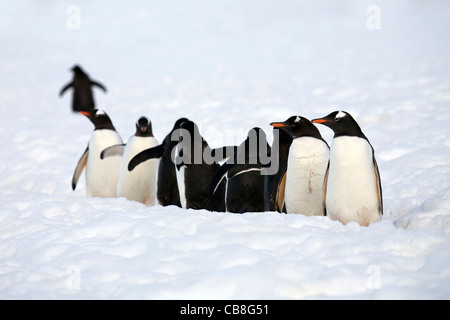 Gentoo Penguins (Pygoscelis Papua) zu Fuß in Linie auf der Pinguin-Autobahn bei Cuverville Island, Antarktis Stockfoto