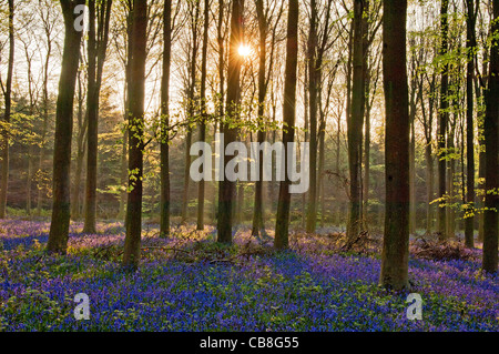 englische Glockenblumen in einem Buche Waldgebiet bei Sonnenaufgang. Sussex.UK Stockfoto