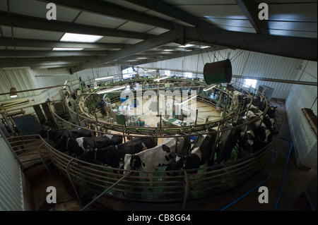 Rotary Melkstand auf ein Tagebuch Farm. England Großbritannien Stockfoto