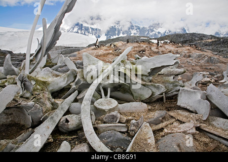 Wal-Knochen, Wirbel und Gentoo Penguins (Pygoscelis Papua) am Pinguin-Kolonie bei Jougla Point; Palmer-Archipel, Antarktis Stockfoto