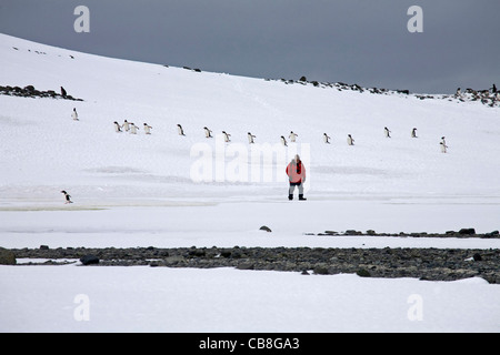 Touristische und Gentoo Penguins (Pygoscelis Papua) auf die Pinguin-Autobahn bei Yankee Harbour, Süd-Shetland-Inseln, Antarktis Stockfoto