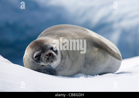 Siegel der Krabbenfresserrobbe (Lobodon Carcinophagus) ruht auf Eisberg im antarktischen Meer in Trinity Island, Antarktis Stockfoto