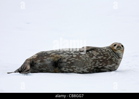 Seeleopard / Sea Leopard (Hydrurga Leptonyx) ruhen auf Eisberg in der Nähe von Trinity Island, Antarktis Stockfoto