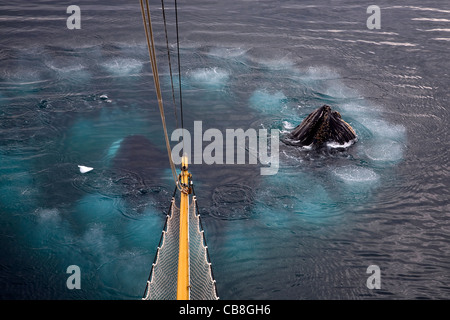 Buckelwale (Impressionen Novaeangliae) Blase net Fütterung durch Einblasen Ring der Luftblasen an der Wilhelmina Bay, Antarktis Stockfoto