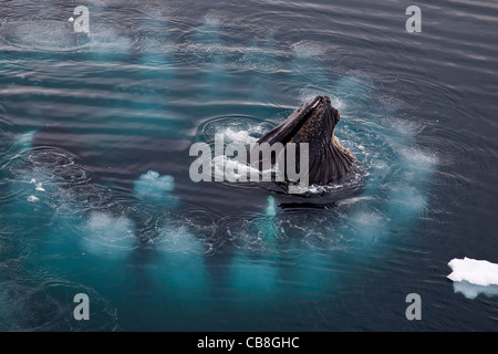 Buckelwale (Impressionen Novaeangliae) Blase net Fütterung durch Einblasen Ring der Luftblasen an der Wilhelmina Bay, Antarktis Stockfoto