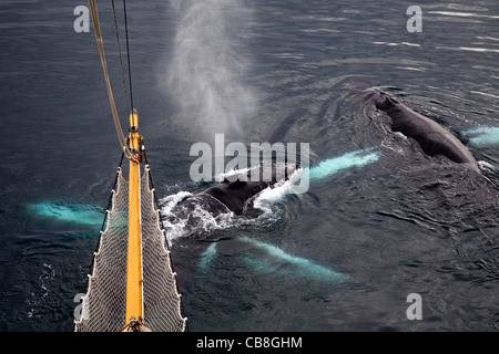 Zwei Buckelwale (Impressionen Novaeangliae) auftauchen und bläst Luft vor Segelschiff an der Wilhelmina Bay, Antarktis Stockfoto