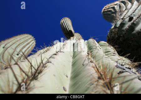 bis ein Saguaro-Kaktus (Carnegiea Gigantea) vor einem blauen Himmel anzeigen Stockfoto