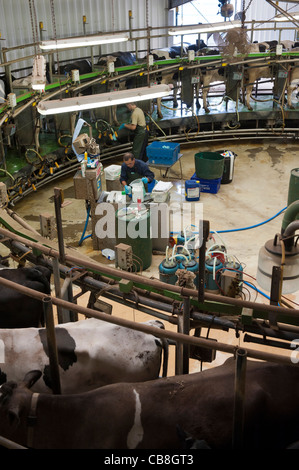 Rotary Melkstand auf ein Tagebuch Farm. England Großbritannien Stockfoto