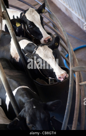 Rotary Melkstand auf ein Tagebuch farm England Stockfoto