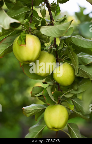 Grüne Äpfel wachsen auf Apfelbaum, Okanagan Valley. Osoyoos, Britisch-Kolumbien, Kanada. Stockfoto