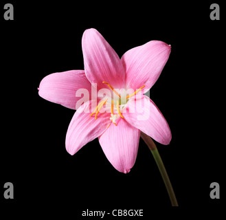 Rosa Regen-Lilie (Zephyranthes) Blüte mit dunklem Hintergrund Stockfoto