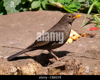 Weibliche Amsel, Turdus Merula, UK Stockfoto