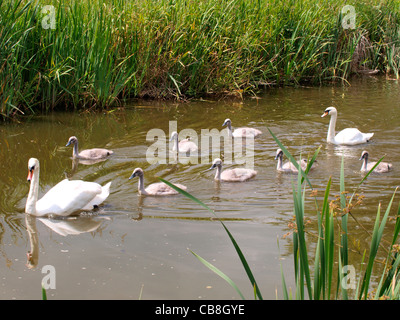 Stumm, Schwäne und sieben Cygnets, Cygnus Olor, UK Stockfoto