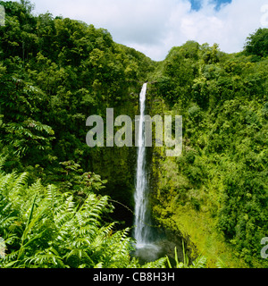 Akaka Falls Big Island Hawaii Stockfoto