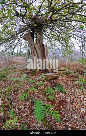 Eiche Baum wächst aus dem zerfallenden Stamm einer alten Eiche in der alten Wald von Sherwood forest Stockfoto