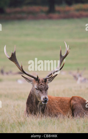 Dösenden Hirsch Rothirsch Verlegung in Rasen Stockfoto