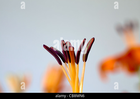 Pollen bedeckt Antheren, Filamente, Stigmatisierung und Stil der orange Tiger lily Stockfoto