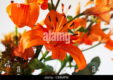 Orange Tiger Lily mit Pollen bedeckt Staubbeutel Stockfoto