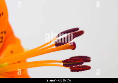 Makro: Orangefarbene Tigerlilie mit Pollen überzogenen Anthern Stockfoto
