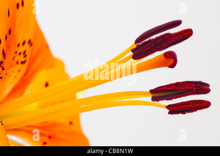 Makro: Orangefarbene Tigerlilie mit Pollen überzogenen Anthern Stockfoto