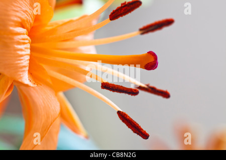 Makro: Orangefarbene Tigerlilie mit Pollen überzogenen Anthern Stockfoto