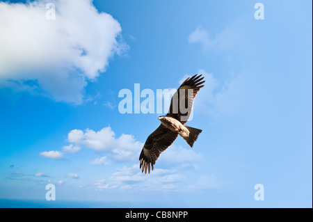 Wilde Falken in den Himmel Stockfoto