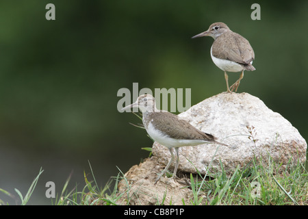 Flussuferläufer (Actitis Hypoleucos) Stockfoto