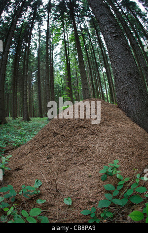 riesige Ameisenhaufen im Wald Stockfoto