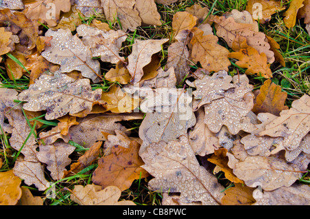 Wassertropfen auf Eichenlaub auf dem Boden liegend. Herbst natürlichen Hintergrund. Stockfoto