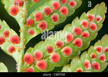 Sori auf Unterseite des japanischen Schild Farn Blatt, Dryopteris Erythrosora. Stockfoto