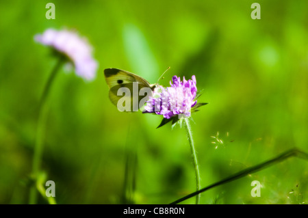 Schmetterling auf der Blume in der Sommerwiese Stockfoto