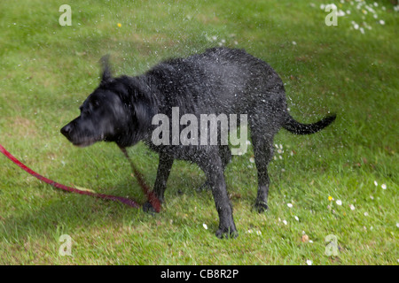 Schwarzer Labrador Hund schüttelt sich trocken nach dem Aufstehen ein Bad Stockfoto