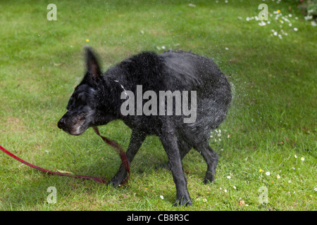 Schwarzer Labrador Hund schüttelt sich trocken nach dem Aufstehen ein Bad Stockfoto